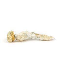Penis Envy Mushroom