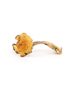 Mexican magic mushrooms